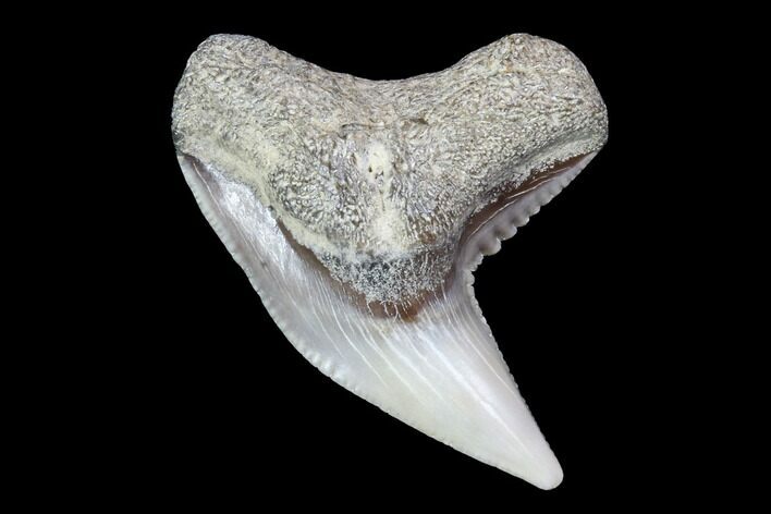 Colorful Fossil Tiger Shark (Galeocerdo) Tooth - Virginia #87903